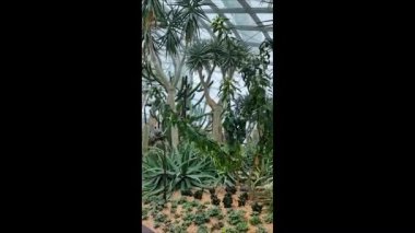 Orkide ormanında kaktüs köşesi