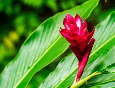 Kırmızı Ginger veya Devekuşu Plume Alpinia purpurata bitkisi