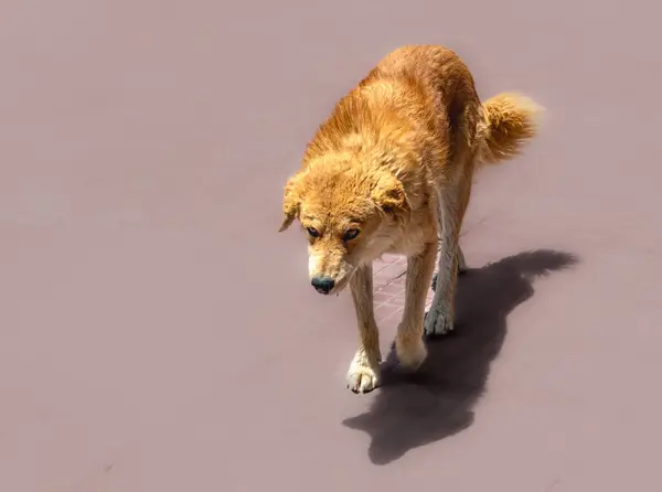 Ladakh 'ın Hilly bölgesindeki Sokak Köpekleri.