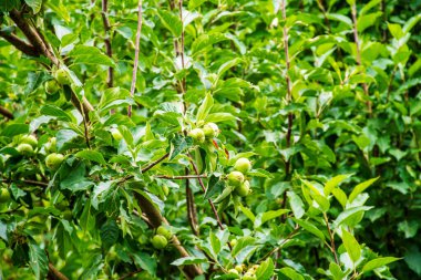 Numbra Vadisi Ladakh 'ta meyveli bir kayısı bahçesi.