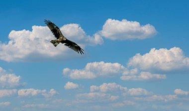 Kara Kartal uçurtması gökyüzünde uçuyor