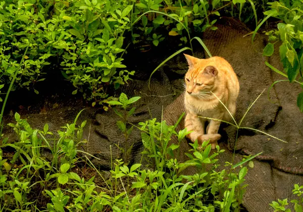 Bahçedeki çok şirin Tekir Kedi