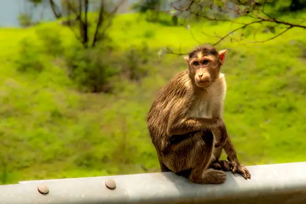 stock image Bonnet Monkey Macaca radiata in forest