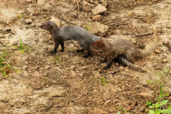 stock image Mongoose in couple roaming on the field