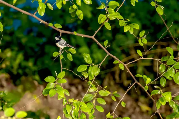 Cinereous Tit cute bird on the tree