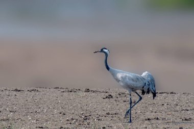 Islak alanda ortak Crane