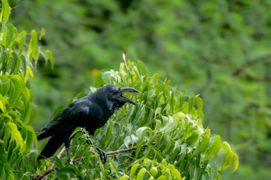 Ağaçtaki Kara Karga aradı.