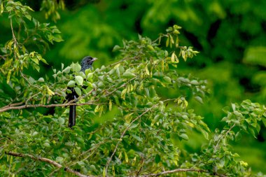 Asya Koeli ağaç yapraklarında saklanır.