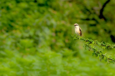 Uzun kuyruklu Shrike kuşu ağaca tünedi.