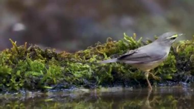 Sarı kaşlı Warbler Tamhini 'de suda.