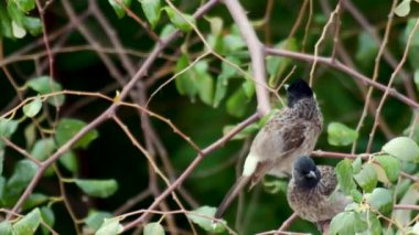 Ağacın dalında Kızıl Havalandırmalı Bulbul çifti