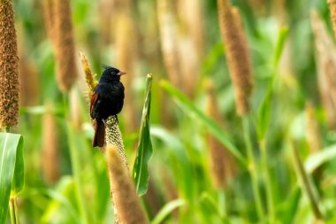 Millet tarım ekin tarlasında armalı kiraz kuşu