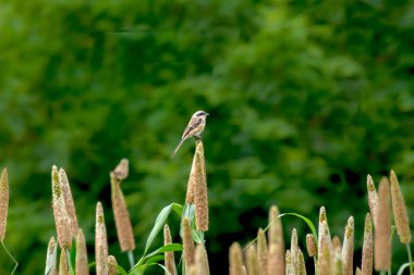 Millet tarım alanında uzun kuyruklu Shrike.