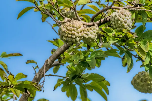 Meyveleri veren Platone Muhallebi Ağacı