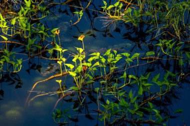 Arai tepelerindeki güzel su bitkisi.