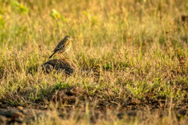 Çayırdaki Paddy Field Pipit