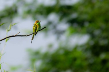 Ormandaki dalda yeşil arı yiyici