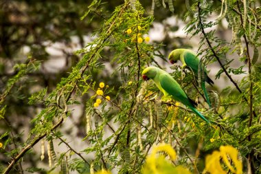 Alexandrine Muhabbet kuşu ikizleri ağaçtaki meyvelerin tadını çıkarıyor.