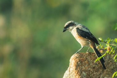 Daroji Vahşi Yaşam Sığınağında Uzun Kuyruklu Shrike