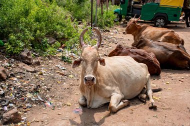 Güney Hindistan öküzleri sokakta.
