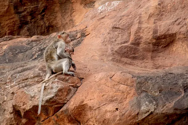 Anne bakımı Bonner macaque ve bebek maymun Badami tepelerinde
