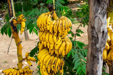 Güney Hindistan Banana Hampi, Karnataka 'nın özel bir türü.