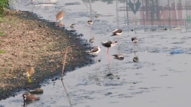 Nehir kıyısında siyah kanatlı Stilt