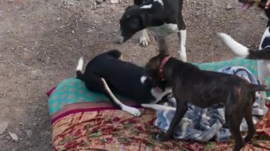 Dogy 'ler çiftçi ceketiyle oynuyor.