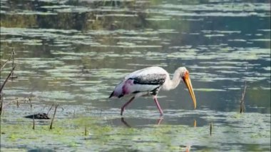 Nehirde balık arayan boyalı leylek