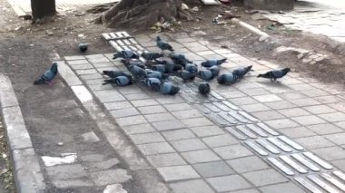 Güvercinler tahıl yemeğinin tadını çıkarıyor.