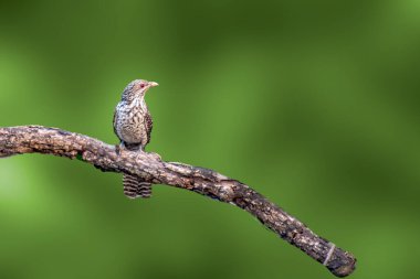 Asyalı Koel dişisi Neem ağacında kavruluyor