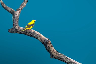 Hindistan Altın Oriole Ağaç dalına tünemiş