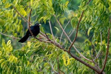 Asyalı Koel Erkek Neem ağacında
