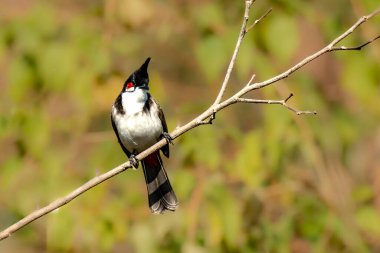 Kırmızı bıyıklı Bulbul ağacın dalında