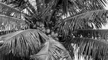 Ağaçta hindistan cevizi meyvesi var Kerala.