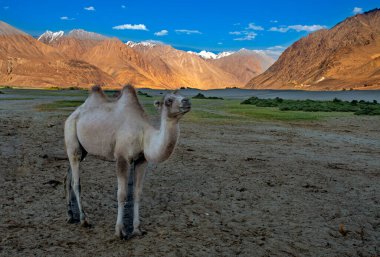 Numbra Vadisi çölünde çifte hörgüçlü deve, Ladakh.