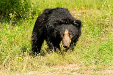 Daroji Tembel Hayvan Sığınağı 'ndaki Tembel Ayı Hampi, Karnataka