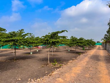 Öküz arabası için çiftlik evi iç yolu