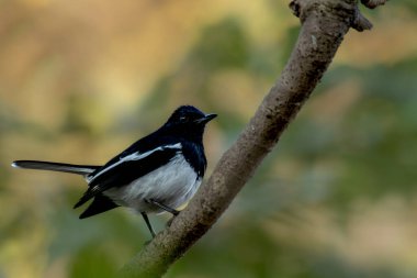 Maharashtra ormanında Doğulu Saksağan Robin