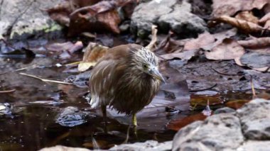 Sinhagadh Vadisi 'ndeki derenin yanındaki balıkçıl göleti.