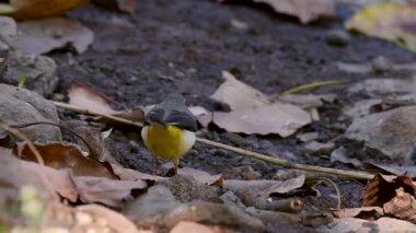 Sinhagadh Vadisi ormanında gri Wagtail