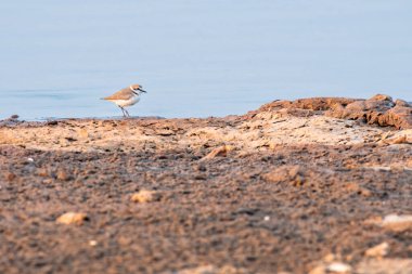 Bhatgar Barajı kıyısında Kentish Plover