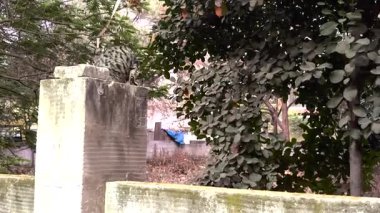 Gümüş Bengal Kedisi Sütunda, Zıplayan Kedi