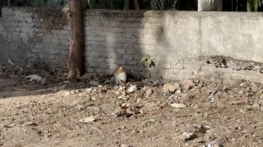 Türk minibüsü arka bahçede evcil bir kedi