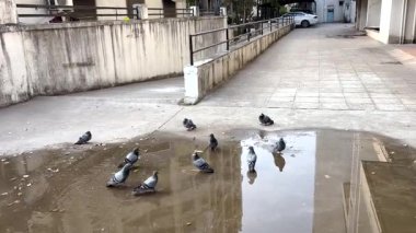 Kuşlar suda oynuyorlar. Bu da yaz mevsiminin başladığını gösteriyor.