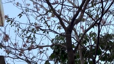 Magnolia Kobus ağacında bahar çiçekleri