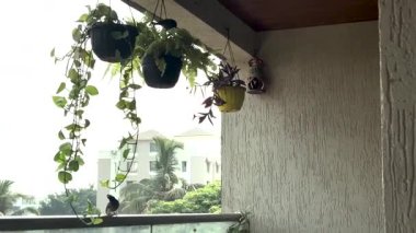 Kuş kırmızısı ampuller, balkonda asılı duran bitkide oynuyorlar.