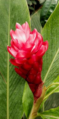 Kızıl kızıl Alpinia purpurata yabani bitki çiçeği.