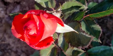 Aşkın sembolü Gül bahçesinde güzel bir kırmızı gül