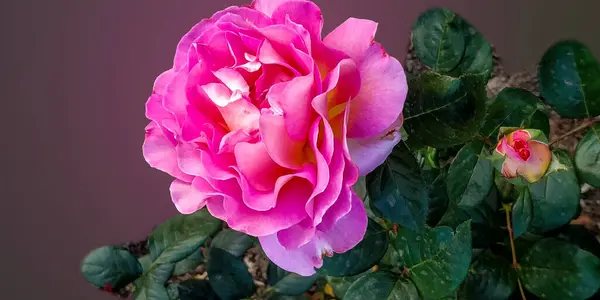 Gül bahçesinde güzel pembe bir gül